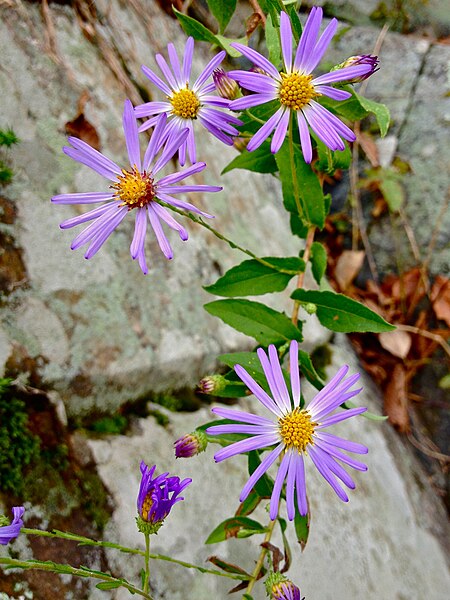 File:Symphyotrichum patens - Late Purple Aster.jpg