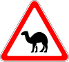 1.24.2 Camels