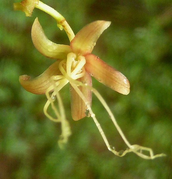 File:Tacazzea apiculata, blom, Manie vd Schijff BT, f.jpg