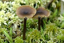 Tephrocybe.palustris .-. Lindsey.jpg