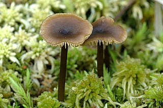 <i>Sphagnurus paluster</i> Species of fungus