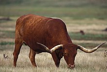 Texas Longhorn grazing (8426057223).jpg