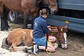 The “Pikkeling”, harvest and folklore festival. Side activities. 39