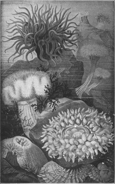 File:The How and Why Library - A Group Of Sea Anemones.png