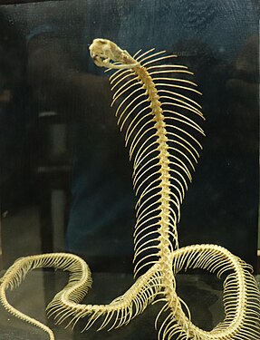 skeleton of indian cobra