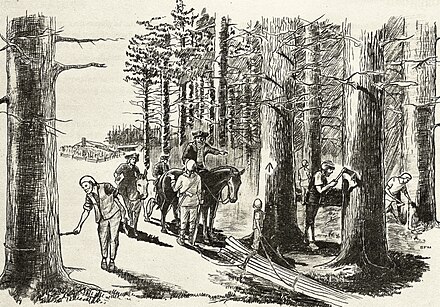 Agents Marking Trees with the King's Broad Arrow