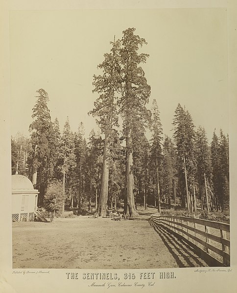 File:The Sentinels, 315 Feet High by Charles L Weed, 1864.jpg