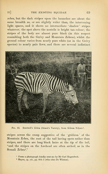 File:The origin and influence of the thoroughbred horse (Page 69) BHL19938703.jpg