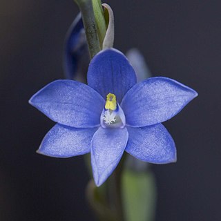 <i>Thelymitra longiloba</i> Species of orchid