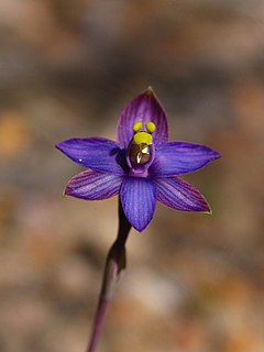 <i>Thelymitra matthewsii</i>