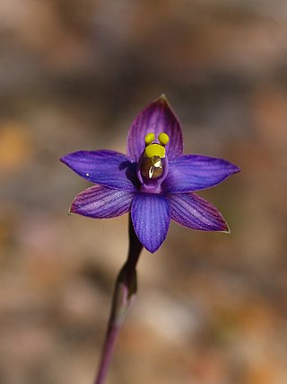 <i>Thelymitra matthewsii</i> Species of orchid