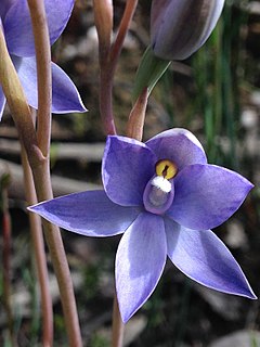 <i>Thelymitra megacalyptra</i> Species of orchid