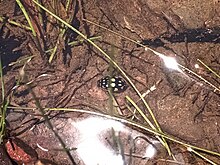 T. marmoratus in a stream in Guanajuato Thermonectus marmoratus (Dytiscidae), escarabajo buceador 0002.jpg