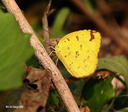 Eurema blanda