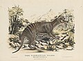 "Tasmanian Tiger." Harriet Scott (lithographer) from a photograph by Victor A. Prout. Krefft The Mammals of Australia,(1869)