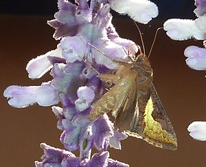 Thysanoplusia orichalcea