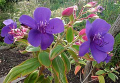 Tibouchina urvilleana (Glänzende Tibouchine, Prinzessinenblüte).JPG