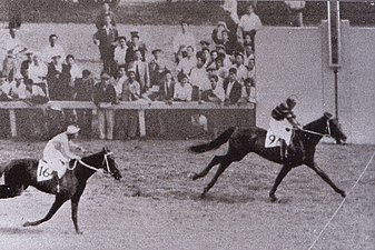 1951年冠軍「Tokino Minoru」