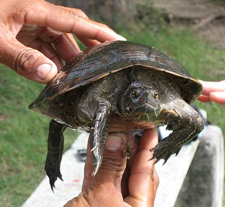 Trachemys stejnegeri