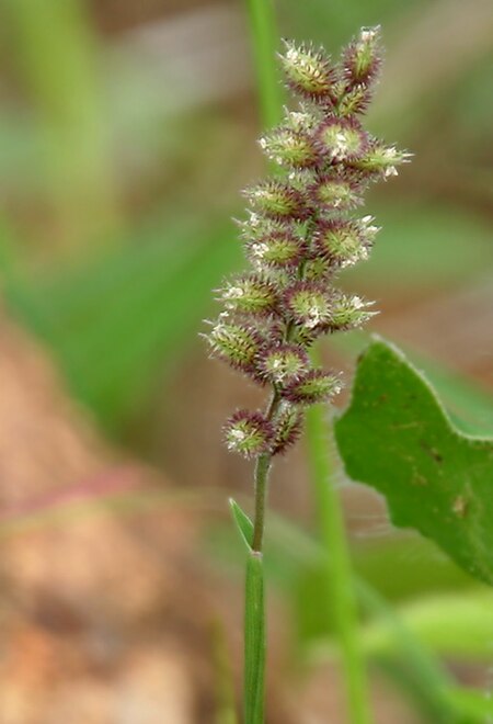 Tragus mongolorum