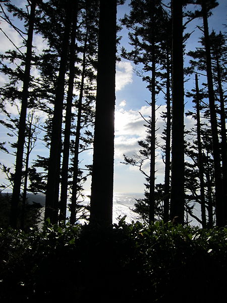 File:Trail to North Head Light, WA in 2011.JPG