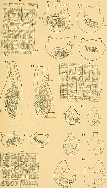 File:Transactions of the Connecticut Academy of Arts and Sciences (1901) (14780782581).jpg