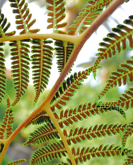 ไฟล์:Tree Fern Spores.jpg