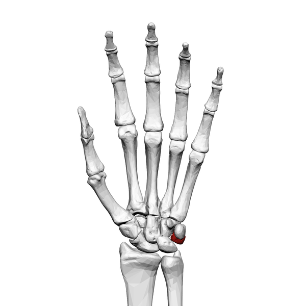 File:Triangular bone (left hand) 01 palmar view.png