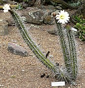 Espèce de cactus qui a donné son nom à la commune.