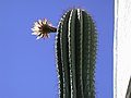 Trichocereus pasacana.