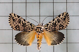 <i>Trichosea champa</i> Species of moth