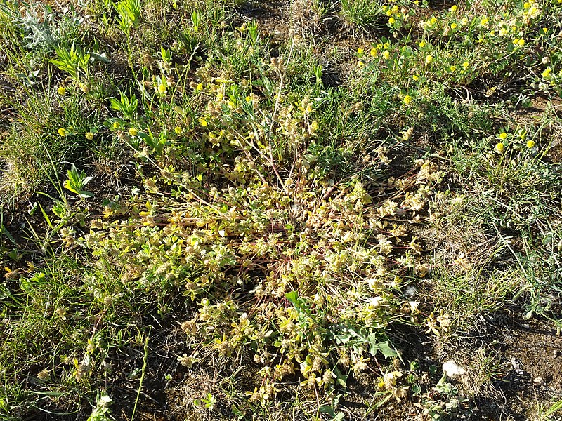 File:Trifolium striatum sl10.jpg