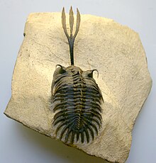 Trilobite - Wikipedia