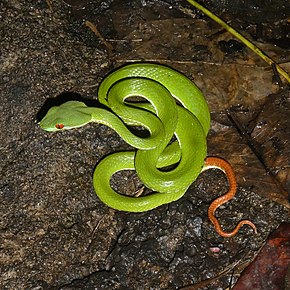 Описание изображения Молодь Trimeresurus rubeus CTNP RPB.jpg.