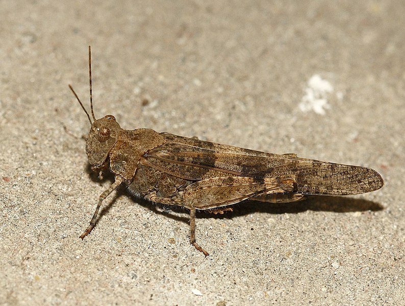 File:Trimerotropis pallidipennis.jpg