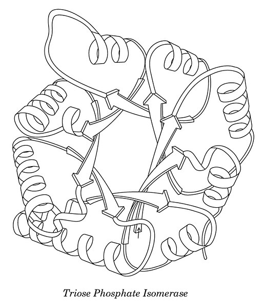 File:TriosePhosphateIsomerase endVw ribbon BWline.jpg