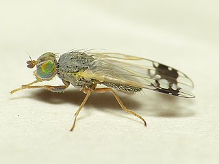 <i>Trupanea stellata</i> Species of fly