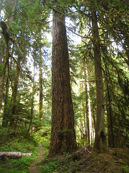 File:Tsuga heterophylla North Fork Quinault River.jpg