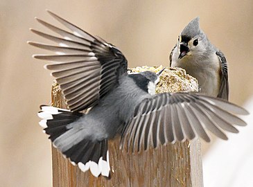 Meaning tough titmouse The Tufted