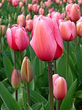 Vorschaubild für Tulpen