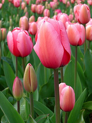 Tulipany