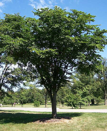 Ulmus laciniata.jpg