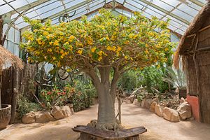 Uncarina grandidieri en el Jardín Botánico de Lyon