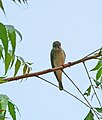 Grauschnäpper Spotted Flycatcher