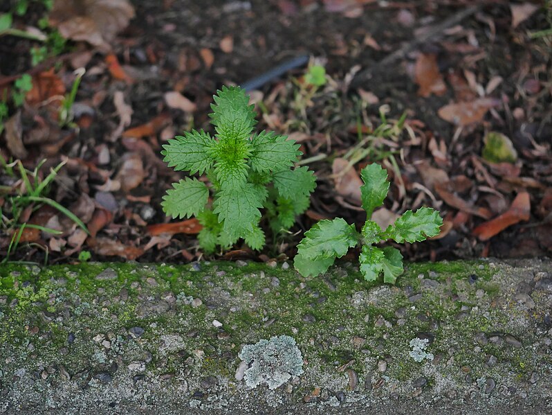 File:Urtica urens 110180170.jpg