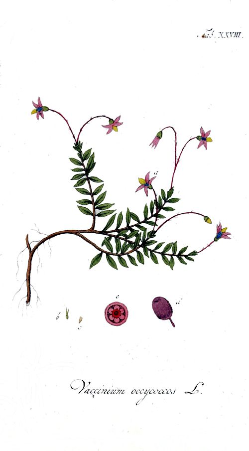 Vaccinium oxycoccos, the common cranberry, one kind of cranberry