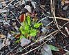 A Venus flytrap in the wild at Carolina Beach State Park