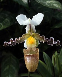 Venusschuh paphiopedilum tranlienianum.jpg