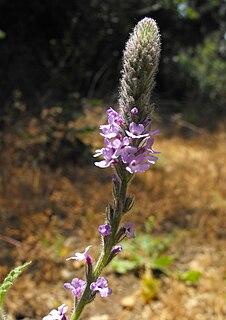 <i>Verbena lasiostachys</i> Species of flowering plant