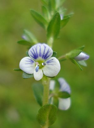 Veronica serpyllifolia W.jpg